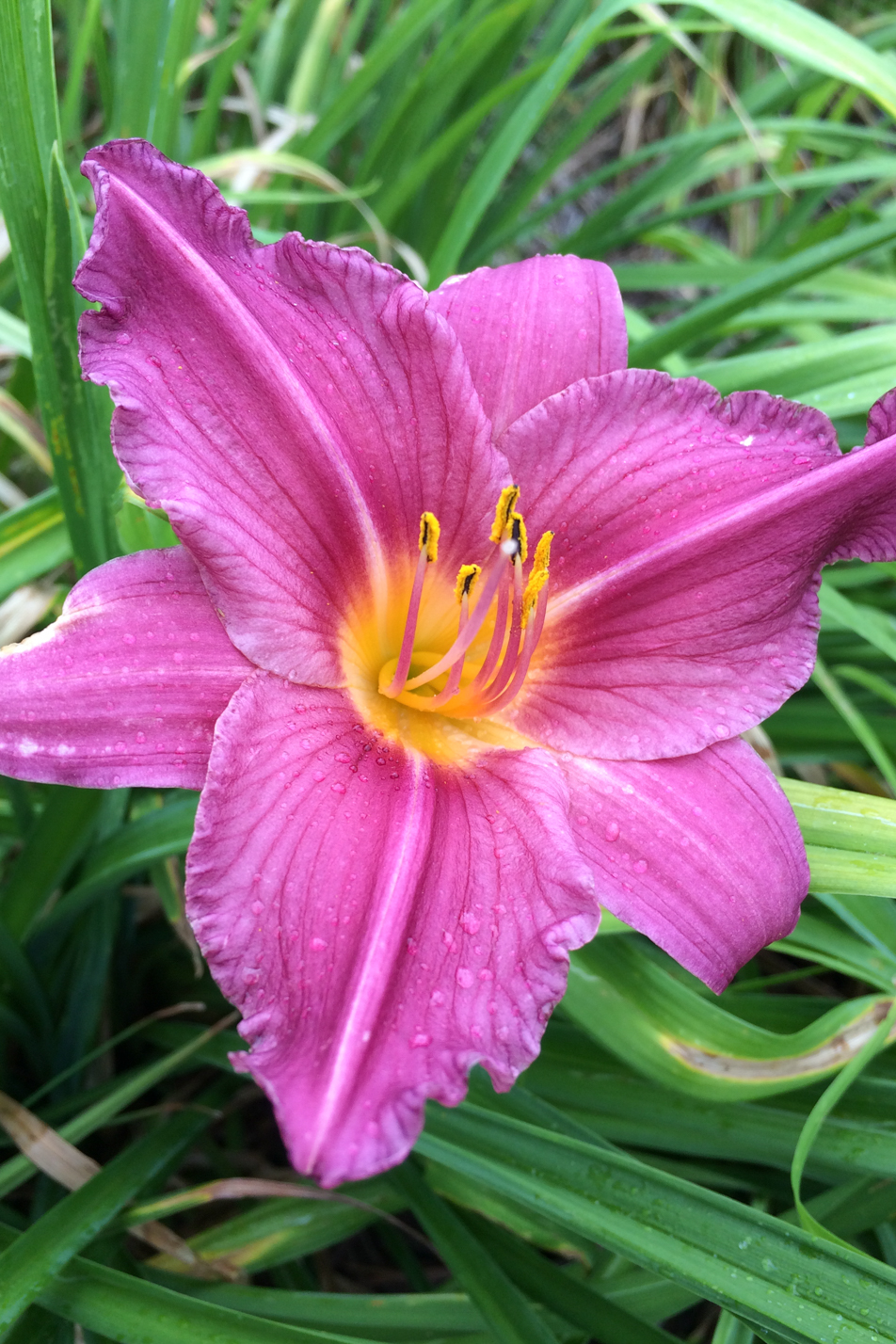 Daylily
